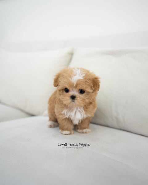 Teacup Maltipoo Male [Eden]