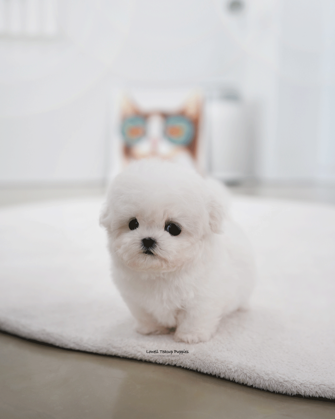 Teacup Bichon Frise Female [May]