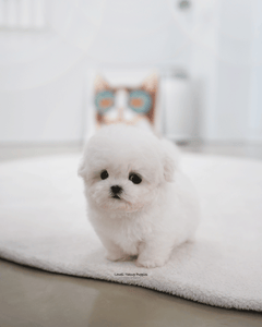 Teacup Bichon Frise Female [May]