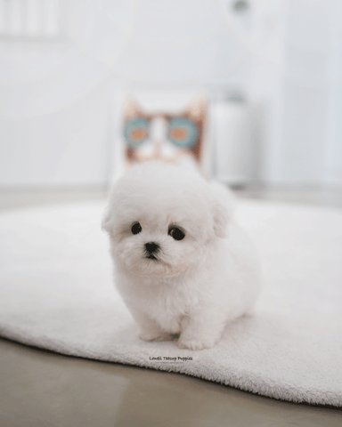 Teacup Bichon Frise Female [May]