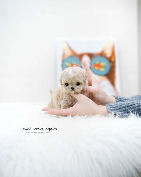 Teacup Maltipoo Male [Ronnie]