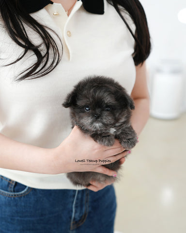Teacup Maltipom Male [Kiki]