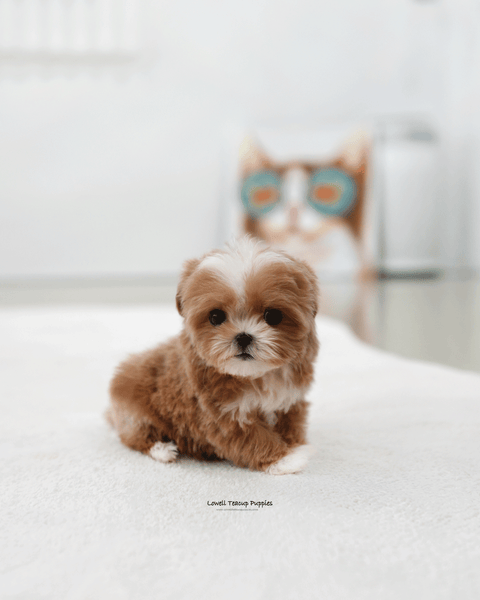 Teacup Maltipoo Female [Mango]