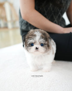 Teacup Maltipoo Female [Mira]