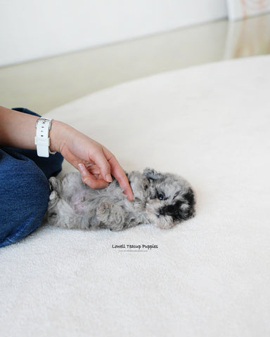 Teacup Poodle Male [Moon]