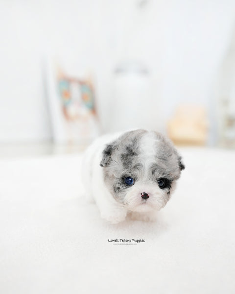 Teacup Maltipoo Female [Chloe]