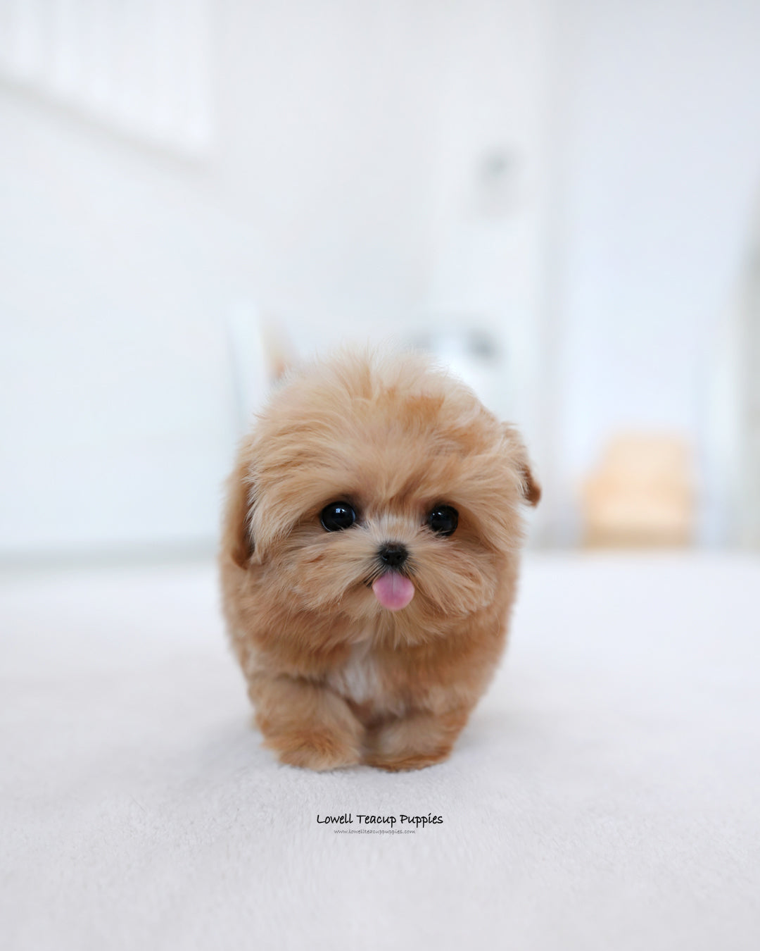 Teacup Maltipoo Female [Ringo]