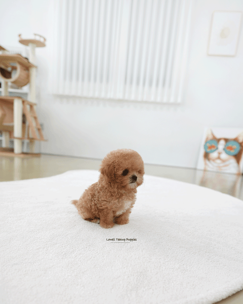 Teacup Maltipoo Male [Holly]