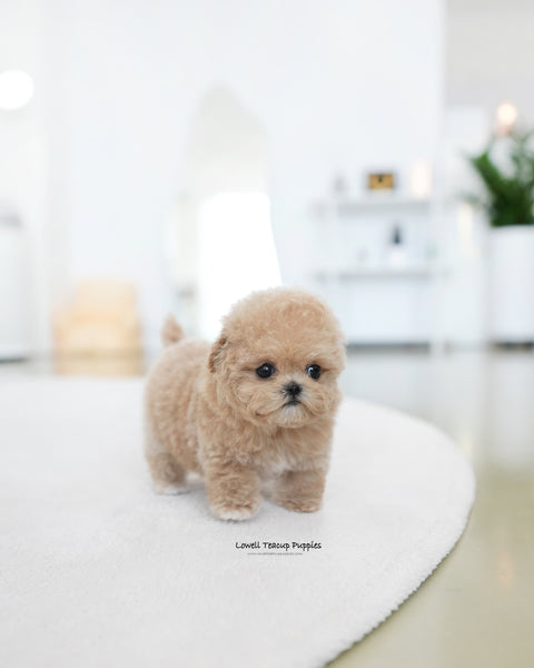 Teacup Maltipoo Female [Ashley]