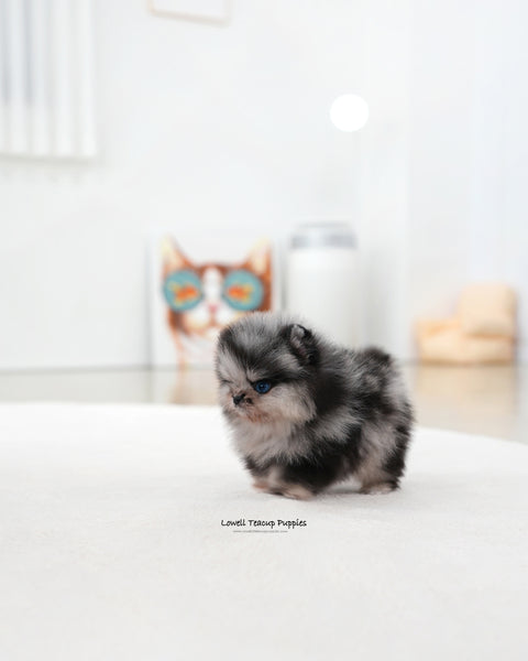 Teacup Pomeranian Male [Felix]