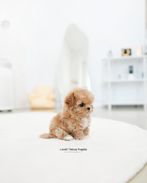 Teacup Maltipoo Male [Zion]