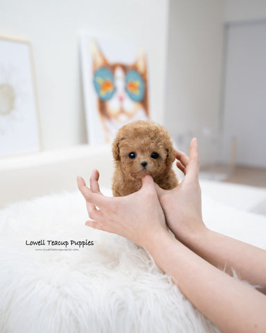 Teacup Poodle Female [Waffle]