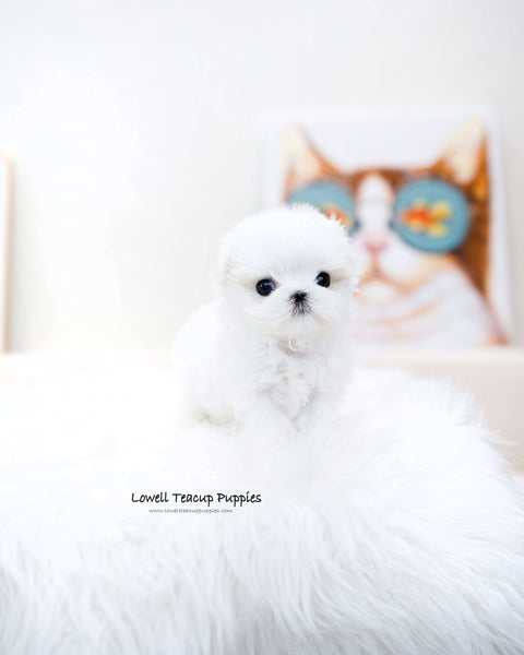 Teacup Maltese Male [Caly]