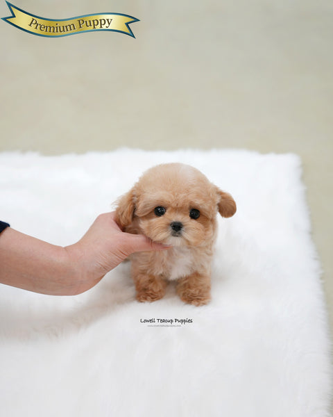 Teacup Maltipoo Male [Isaac]
