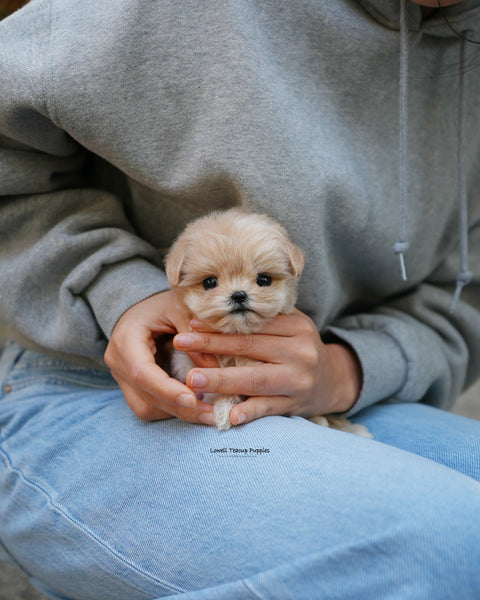 Teacup Maltipoo Female [Cleo]