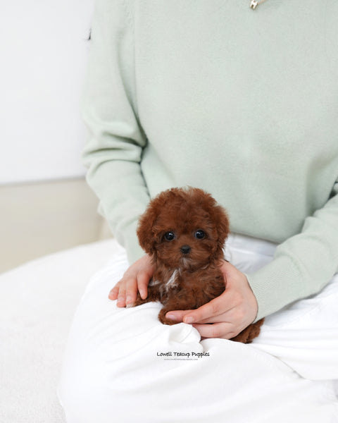 Teacup Poodle Female [Evelyn]