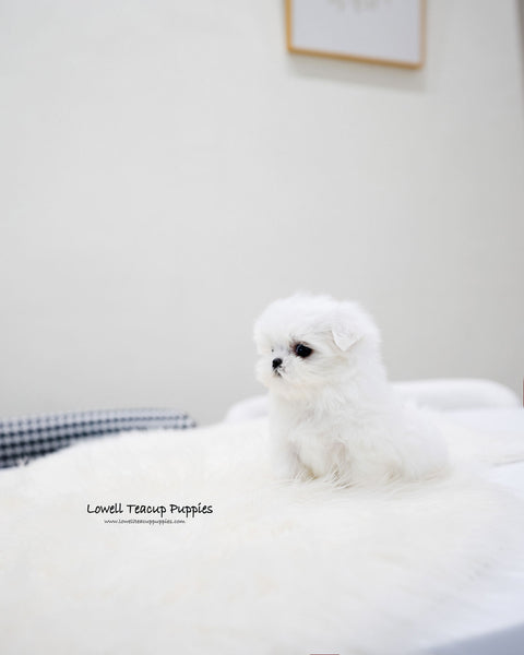 Teacup Maltese Male [Lucky]