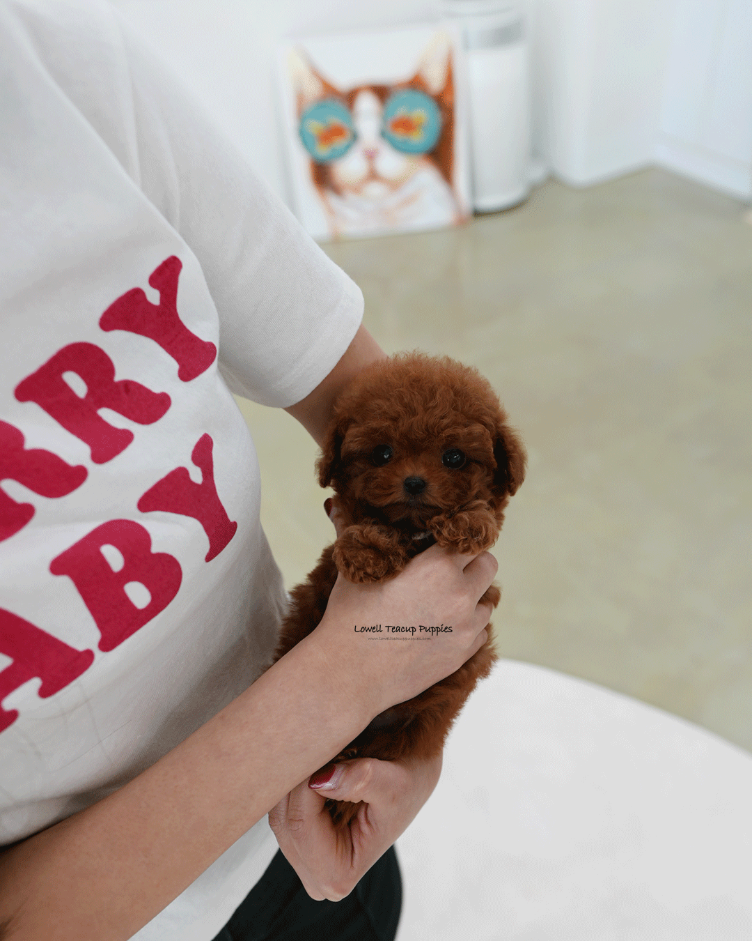 Teacup Poodle Female [Hani]