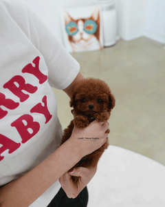 Teacup Poodle Female [Hani]