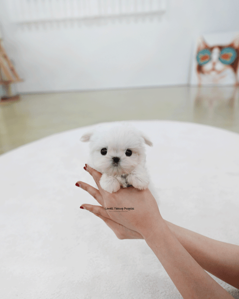 Teacup Maltese Male [Tayo]