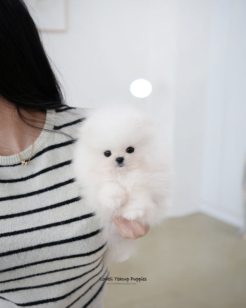 Teacup Pomeranian Male [Loyal]