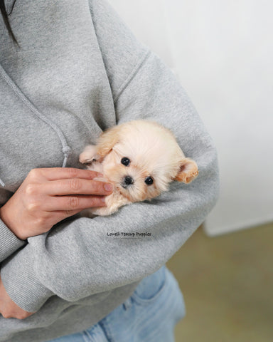 Teacup Maltipoo Female [Avril]