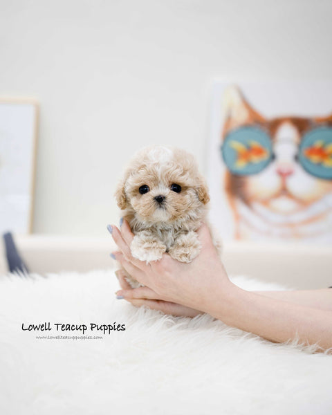 Teacup Maltipoo Male [Loewe]