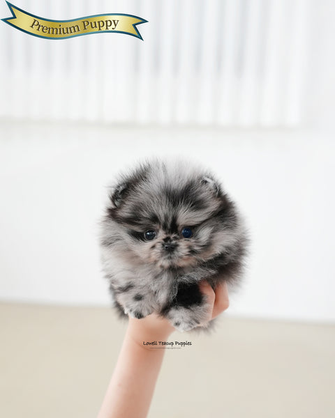 Teacup Pomeranian Female [Paris]