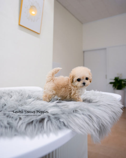 Teacup Maltipoo Female [Clover]