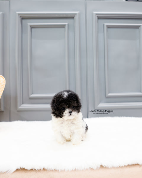 Teacup Poodle Female [Lulu]