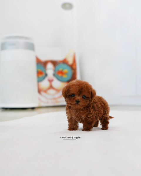 Teacup Maltipoo Male [Jovi]