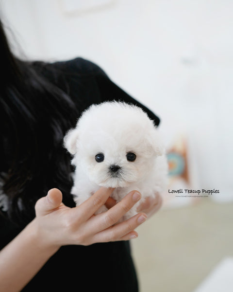 Teacup Bichon Frise Male [Buddy]