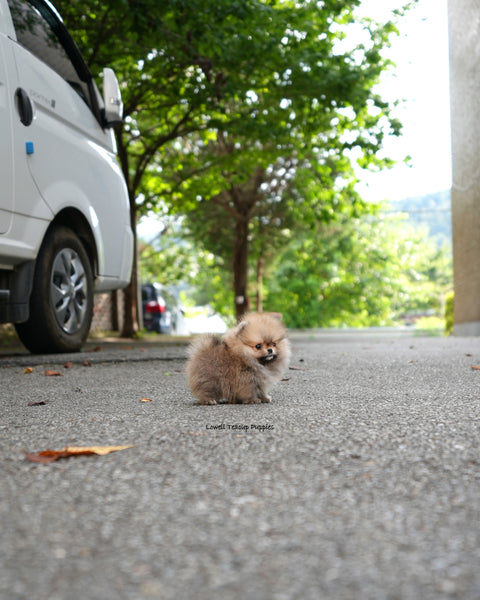 Teacup Pomeranian Male [Berry]