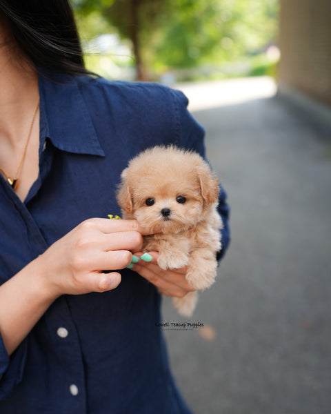 Teacup Maltipoo Female [Vera]