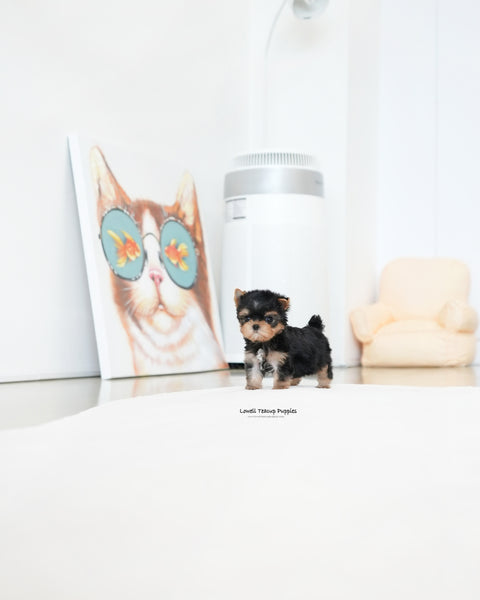 Teacup Yorkie Male [Benji]