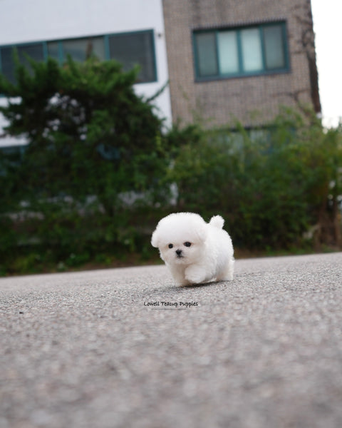 Teacup Bichon Frise Male [Ben]