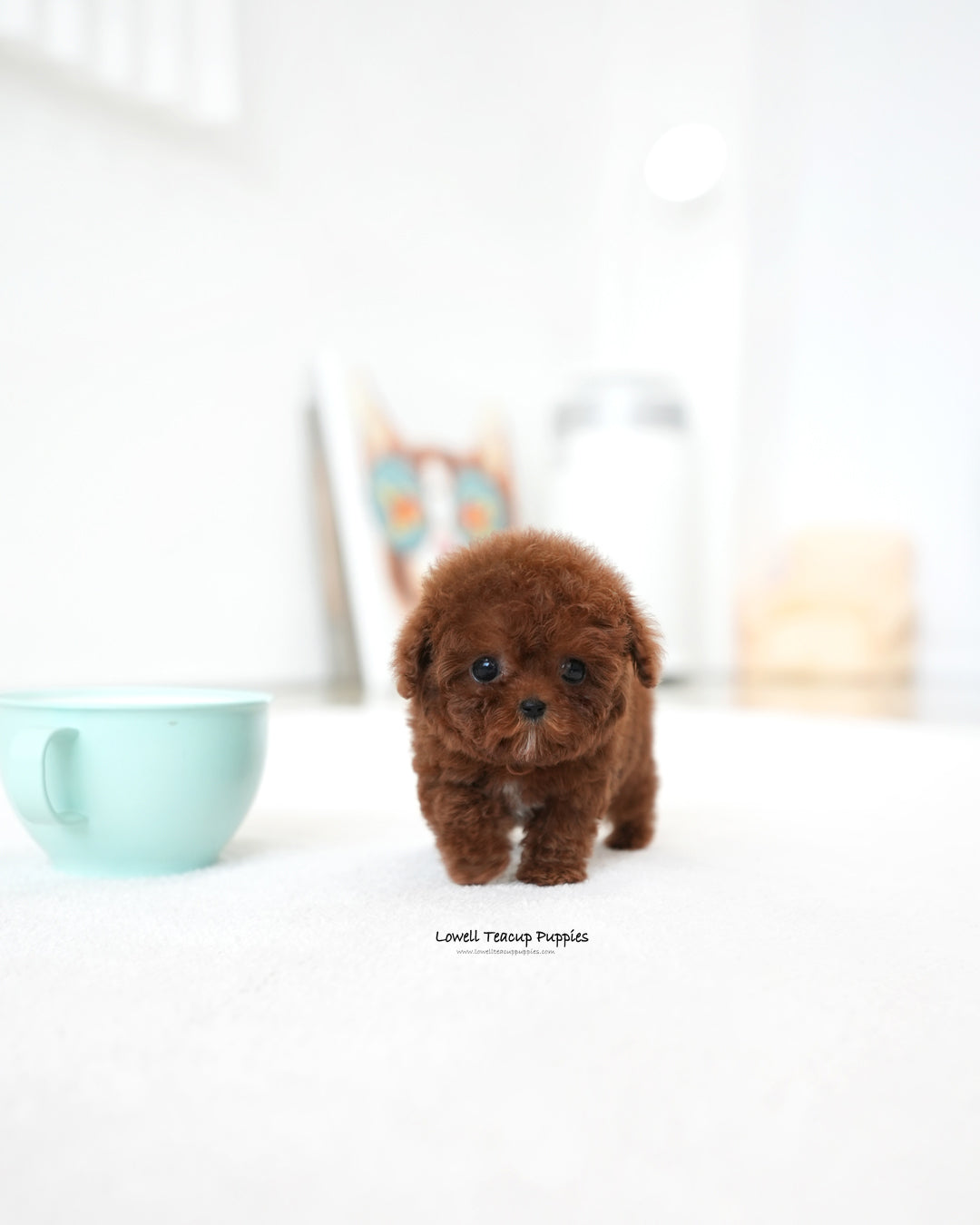 Teacup Poodle Male [Bree]