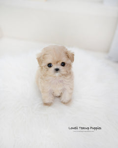 Teacup Maltipoo Male [Romio]