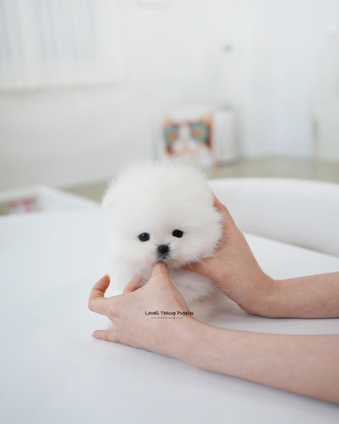 Teacup Pomeranian Male [Buster]