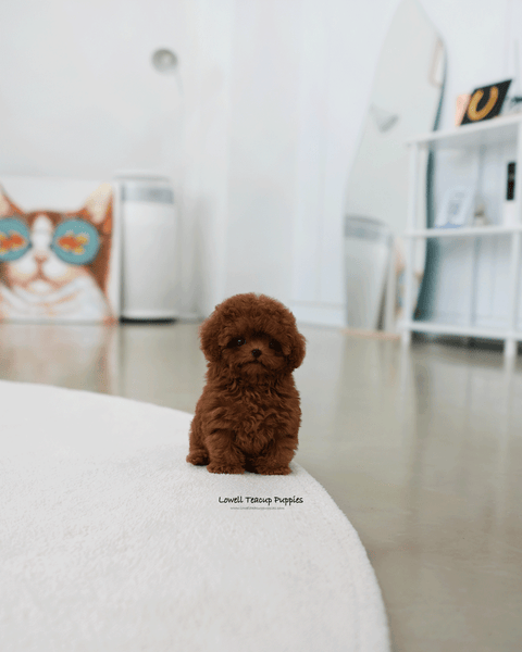 Teacup Poodle Male [Pony]