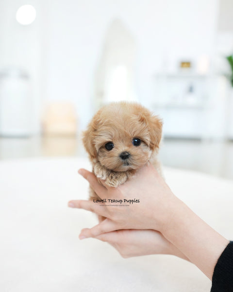Teacup Maltipoo Female [Ivy]