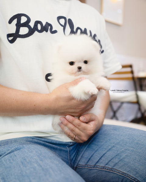Teacup Pomeranian Male [Bono]