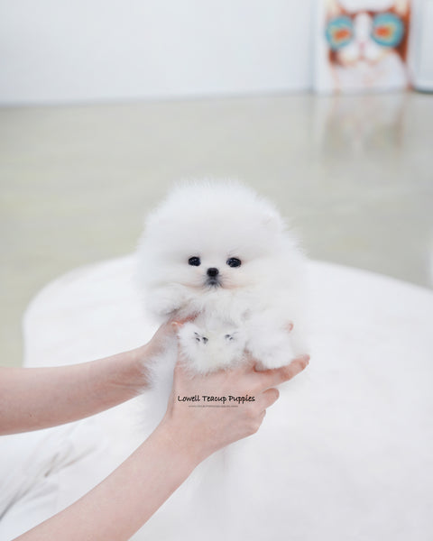 Teacup Pomeranian Female [Sienna]