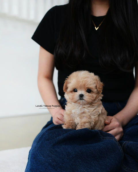 Teacup Maltipoo Male [Orion]