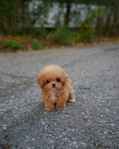 Teacup Poodle Male [Bobo]