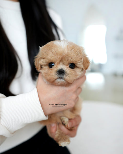 Teacup Maltipoo Female [Tia]
