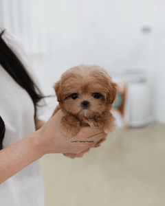 Teacup Maltipoo Male [Bijou]