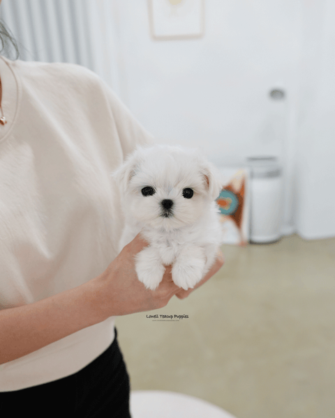 Teacup Maltese Female [Zara]