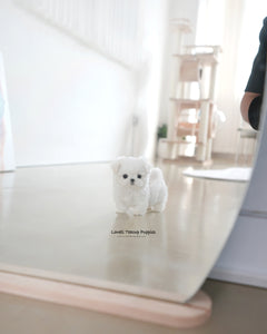 Teacup Maltese Male [Rui]