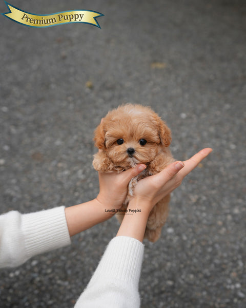 Teacup Maltipoo Female [Lani]
